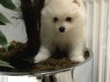 2 aylık erkek pomeranian teddy bear
